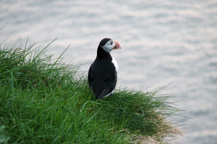 Weekend i Island – forår