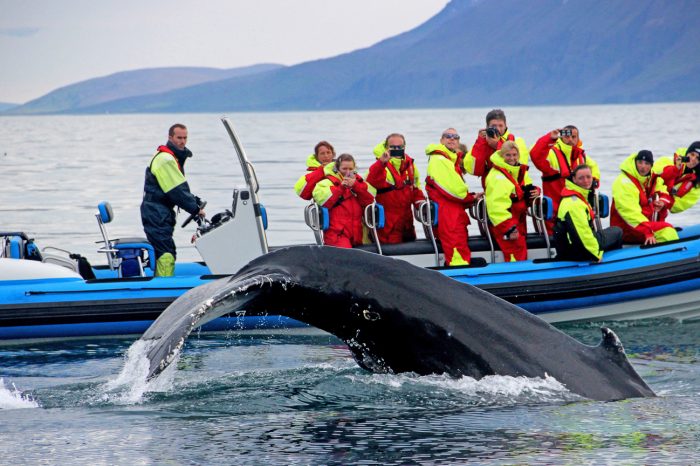 Island rundt i autocamper