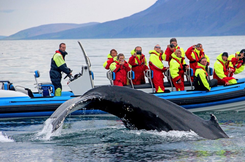 Med RIB båd kommer du meget tæt på havets store kæmper. North Travel.