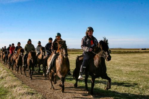 Ridetur på en islandsk hest.