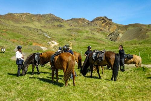 Islandske heste. 