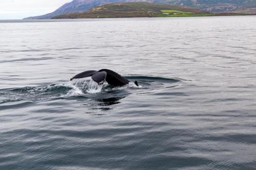 Pukkelhval i smukke omgivelser i Eyjaförður Island