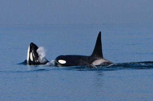 Spækhuggere kaldes også Killer whale