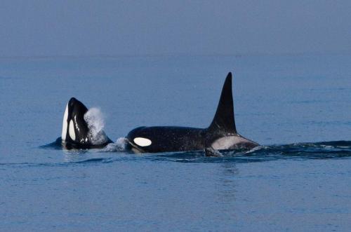 Spækhuggere kaldes også Killer whale