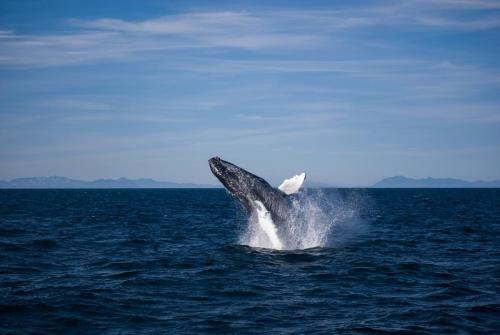 Pukkelhval på hvalsafari med Special Tours